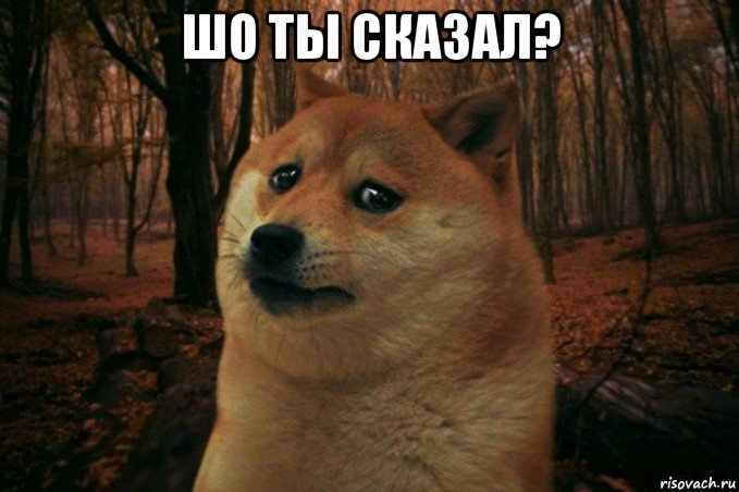 шо ты сказал? , Мем SAD DOGE