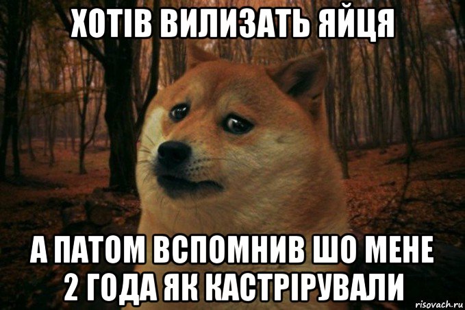 хотів вилизать яйця а патом вспомнив шо мене 2 года як кастрірували, Мем SAD DOGE