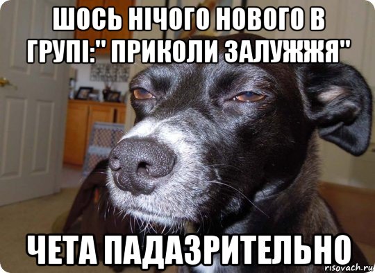 шось нічого нового в групі:" приколи залужжя" чета падазрительно, Мем  Собака подозревака