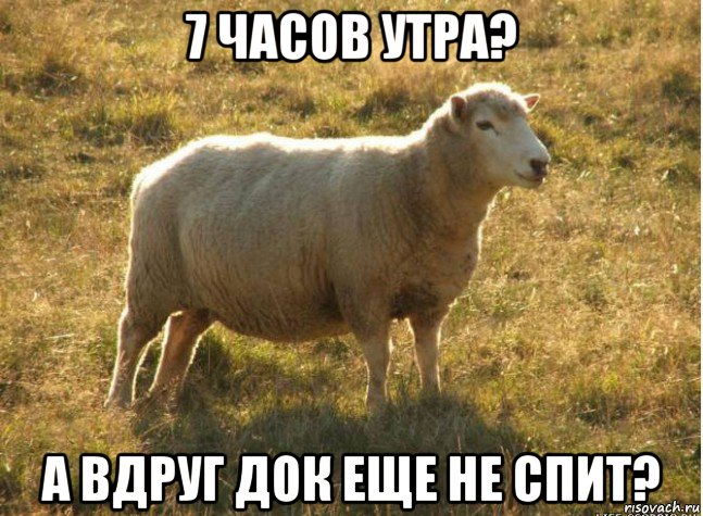 7 часов утра? а вдруг док еще не спит?, Мем Типичная овца