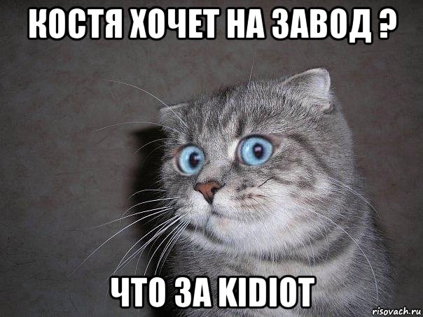 костя хочет на завод ? что за kidiot, Мем  удивлённый кот