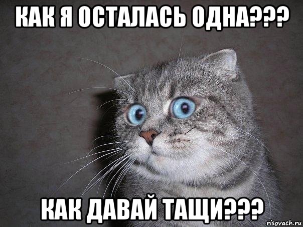 как я осталась одна??? как давай тащи???, Мем  удивлённый кот