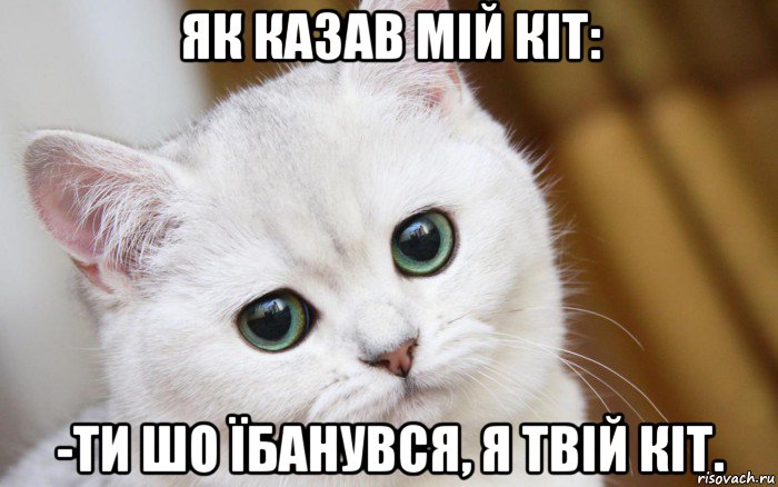 як казав мій кіт: -ти шо їбанувся, я твій кіт., Мем  В мире грустит один котик