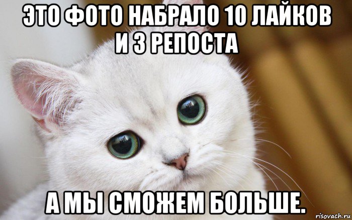 это фото набрало 10 лайков и 3 репоста а мы сможем больше., Мем  В мире грустит один котик