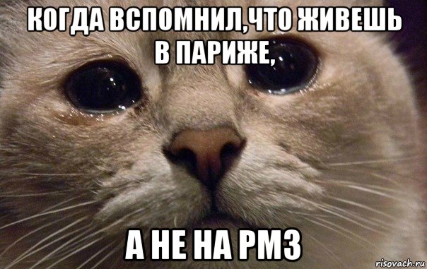 когда вспомнил,что живешь в париже, а не на рмз, Мем   В мире грустит один котик