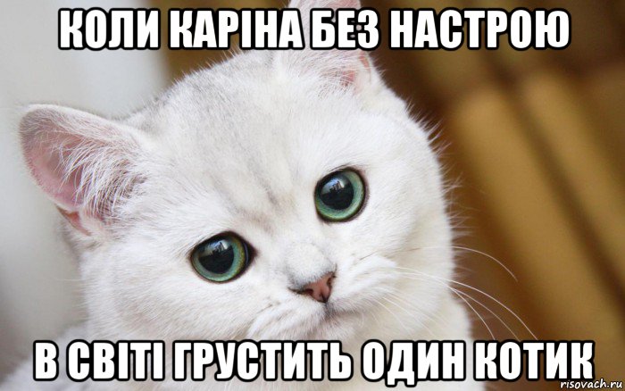 коли каріна без настрою в світі грустить один котик, Мем  В мире грустит один котик