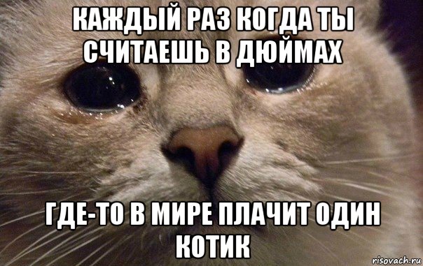 каждый раз когда ты считаешь в дюймах где-то в мире плачит один котик, Мем   В мире грустит один котик