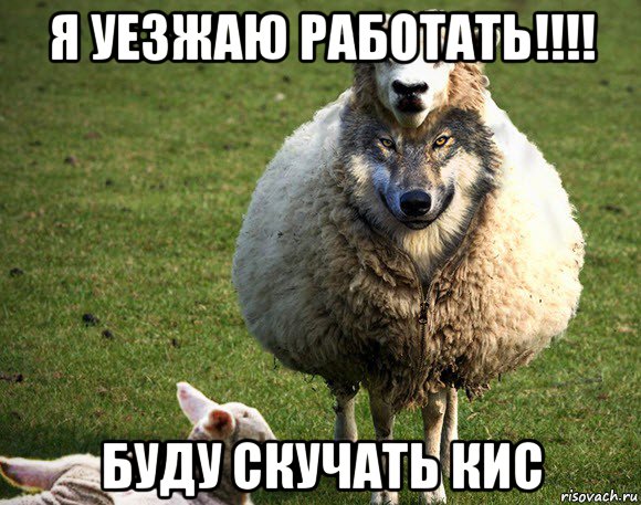 я уезжаю работать!!!! буду скучать кис, Мем Злая Овца