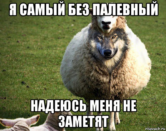 я самый без палевный надеюсь меня не заметят, Мем Злая Овца