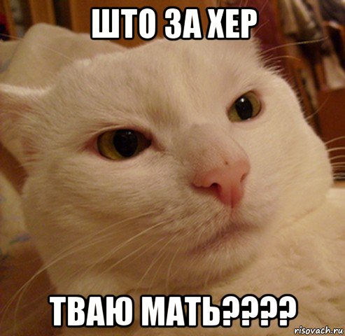 што за хер тваю мать????, Мем Дерзкий котэ