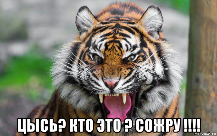  цысь? кто это ? сожру !!!!, Мем ДЕРЗКИЙ ТИГР