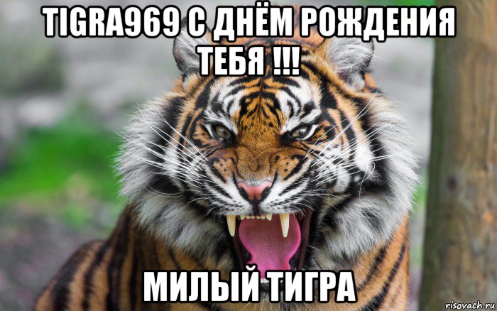 tigra969 с днём рождения тебя !!! милый тигра, Мем ДЕРЗКИЙ ТИГР