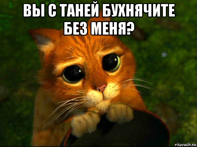 вы с таней бухнячите без меня? , Мем кот из шрека