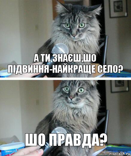 А ти знаєш,шо Підвиння-найкраще село? Шо правда?, Комикс  кот с микрофоном