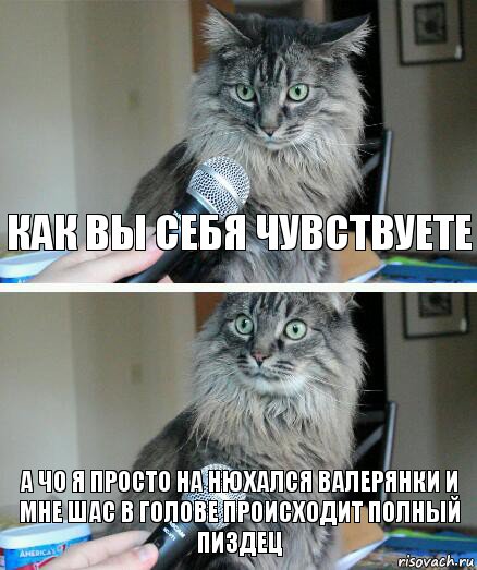 как вы себя чувствуете а чо я просто на нюхался валерянки и мне шас в голове происходит полный пиздец, Комикс  кот с микрофоном