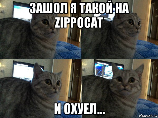 зашол я такой на zippocat и охуел..., Мем  Кот в шоке