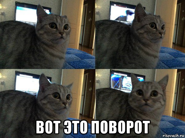  вот это поворот, Мем  Кот в шоке