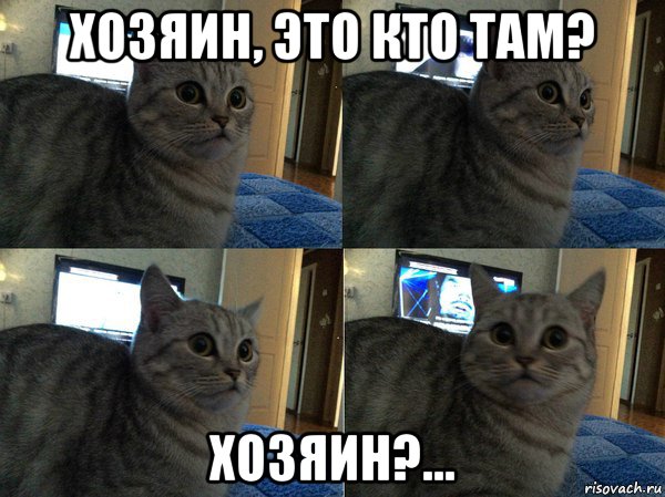 хозяин, это кто там? хозяин?..., Мем  Кот в шоке