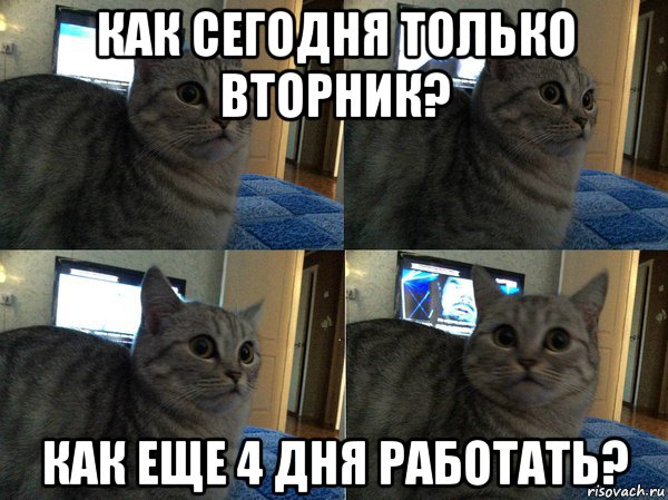 как сегодня только вторник? как еще 4 дня работать?, Мем  Кот в шоке