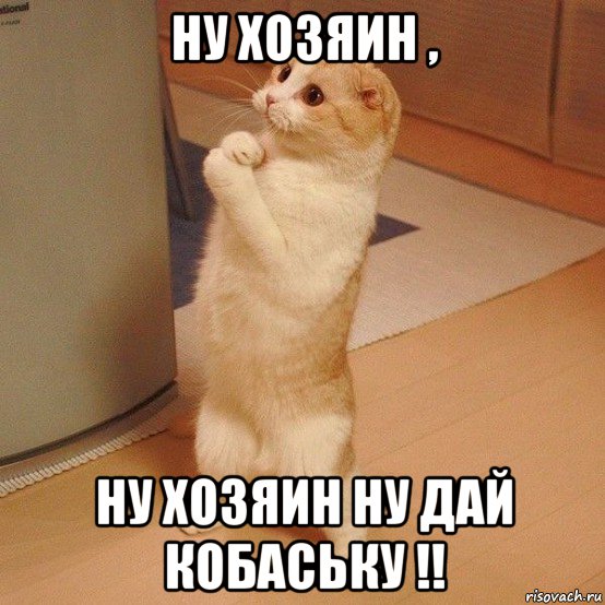 ну хозяин , ну хозяин ну дай кобаську !!, Мем  котэ молится