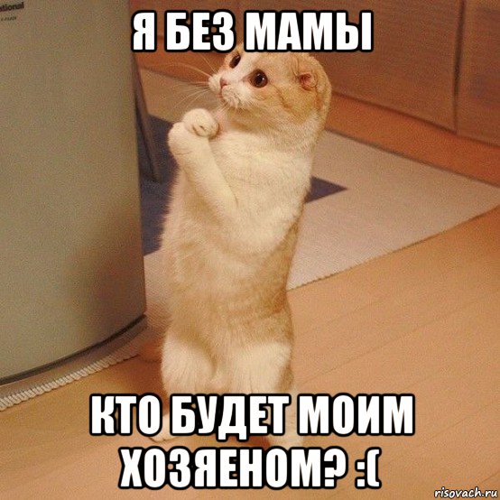 я без мамы кто будет моим хозяеном? :(, Мем  котэ молится