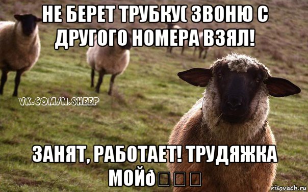 Мем  Наивная Овца