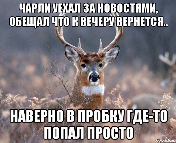 чарли уехал за новостями, обещал что к вечеру вернется.. наверно в пробку где-то попал просто, Мем   Наивный олень