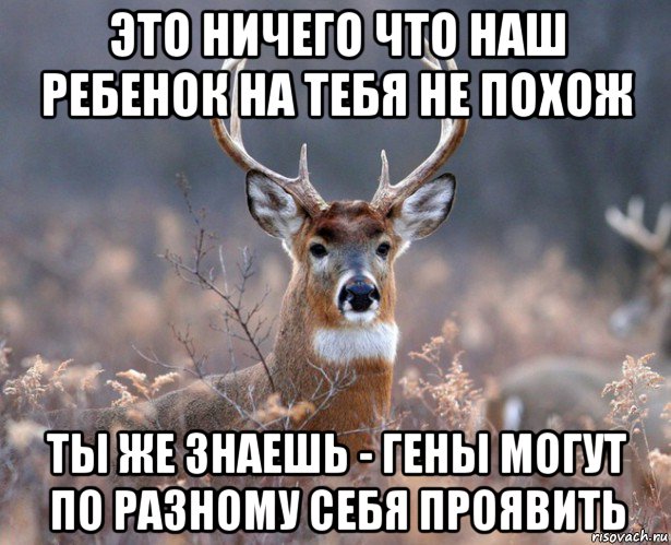 это ничего что наш ребенок на тебя не похож ты же знаешь - гены могут по разному себя проявить, Мем   Наивный олень