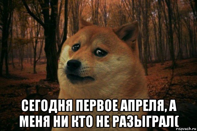  сегодня первое апреля, а меня ни кто не разыграл(, Мем SAD DOGE