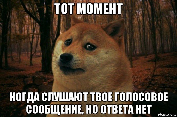 тот момент когда слушают твое голосовое сообщение, но ответа нет, Мем SAD DOGE