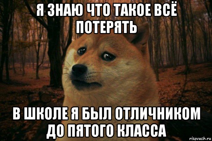 я знаю что такое всё потерять в школе я был отличником до пятого класса, Мем SAD DOGE