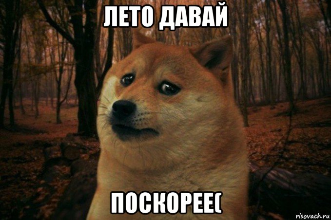 лето давай поскорее(, Мем SAD DOGE