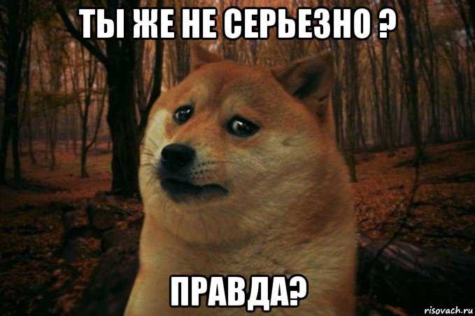 ты же не серьезно ? правда?, Мем SAD DOGE