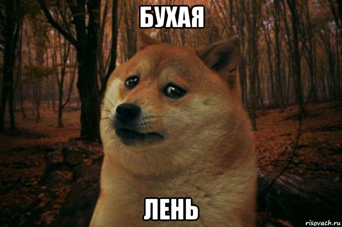 бухая лень, Мем SAD DOGE