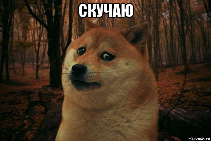 скучаю , Мем SAD DOGE