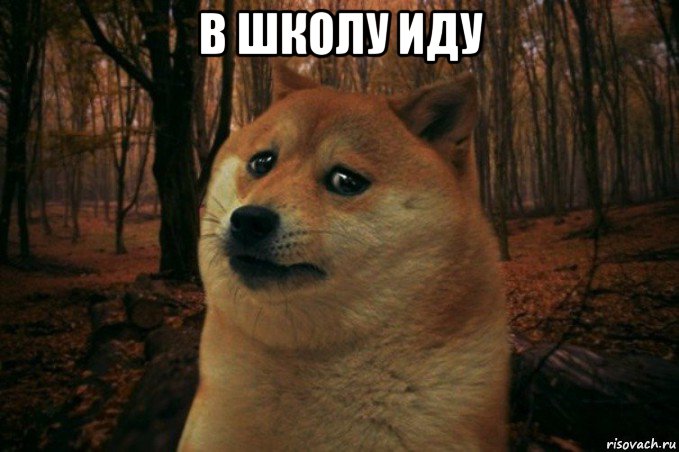 в школу иду , Мем SAD DOGE