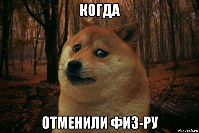 когда отменили физ-ру, Мем SAD DOGE