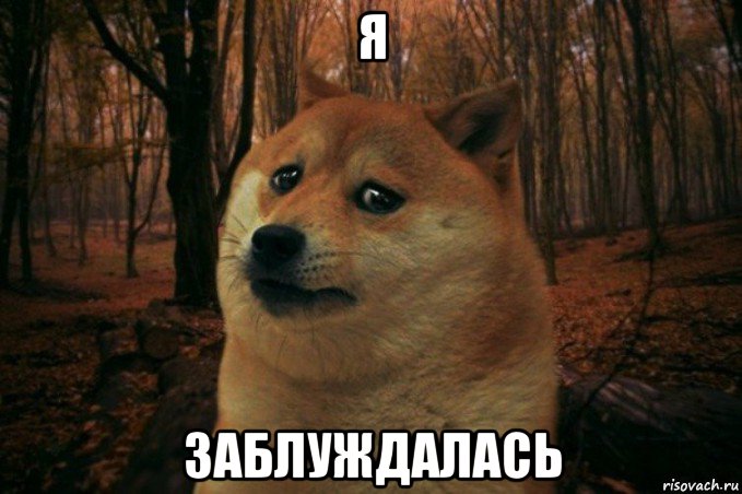 я заблуждалась, Мем SAD DOGE