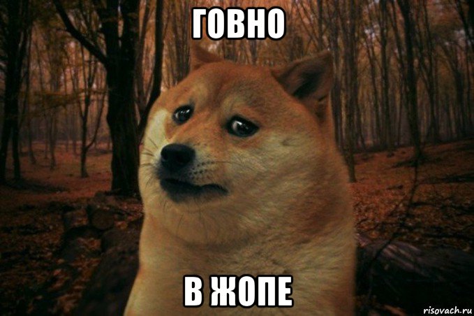 говно в жопе, Мем SAD DOGE