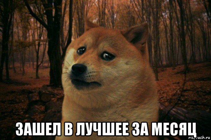  зашел в лучшее за месяц, Мем SAD DOGE