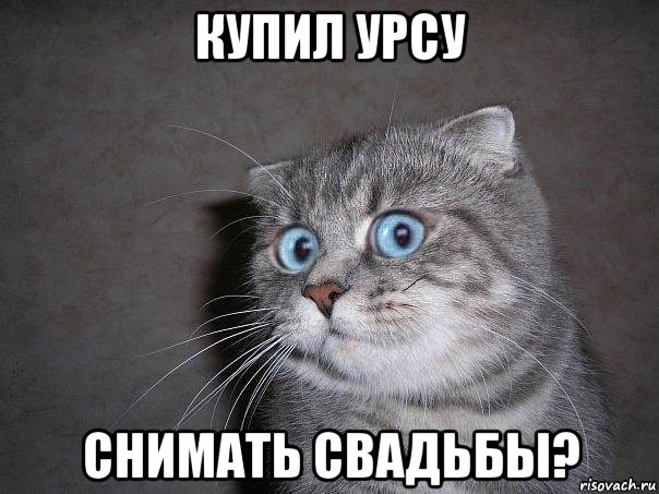 купил урсу снимать свадьбы?, Мем  удивлённый кот