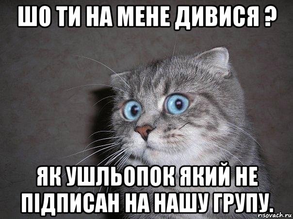 шо ти на мене дивися ? як ушльопок який не підписан на нашу групу., Мем  удивлённый кот