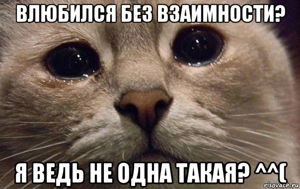 влюбился без взаимности? я ведь не одна такая? ^^(, Мем   В мире грустит один котик