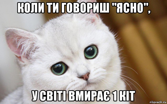 коли ти говориш "ясно", у світі вмирає 1 кіт, Мем  В мире грустит один котик