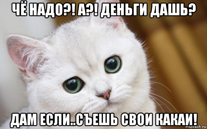 чё надо?! а?! деньги дашь? дам если..съешь свои какаи!, Мем  В мире грустит один котик