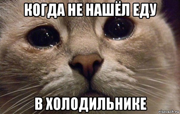 когда не нашёл еду в холодильнике, Мем   В мире грустит один котик