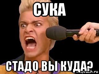 сука стадо вы куда?, Мем Адвокат