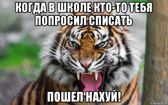 когда в школе кто-то тебя попросил списать пошел нахуй!, Мем ДЕРЗКИЙ ТИГР