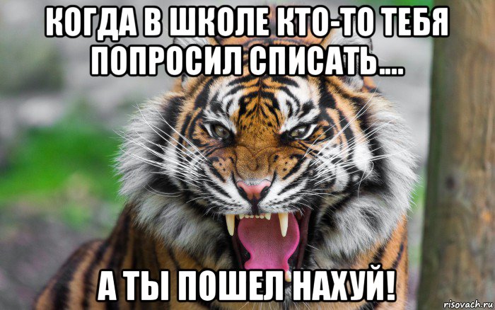 когда в школе кто-то тебя попросил списать.... а ты пошел нахуй!, Мем ДЕРЗКИЙ ТИГР