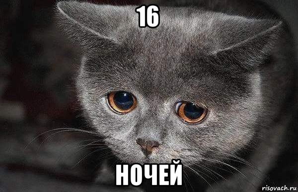 16 ночей, Мем  Грустный кот